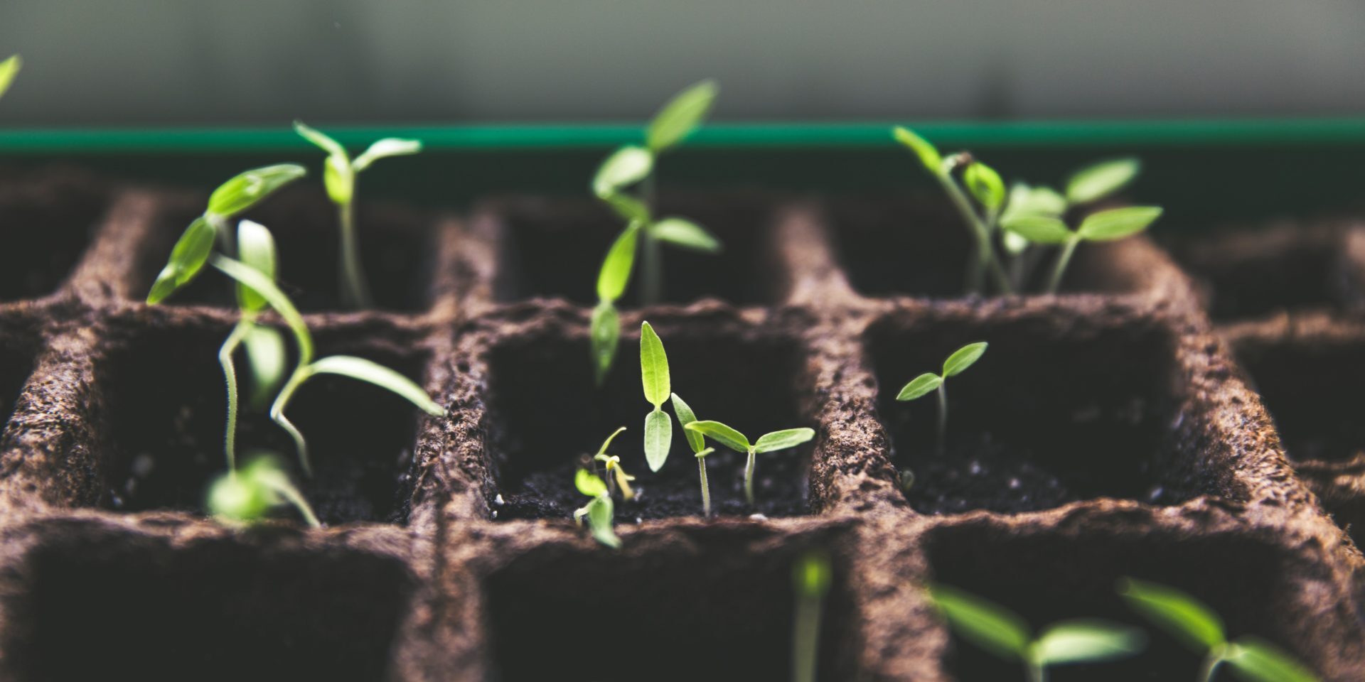 personal development plan - seedlings in a planting tray