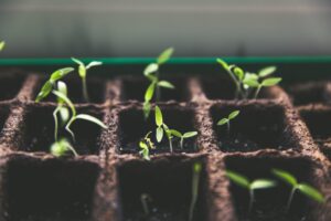 personal development plan - seedlings in a planting tray